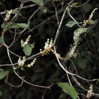 Sterculia zeylanica Kosterm.